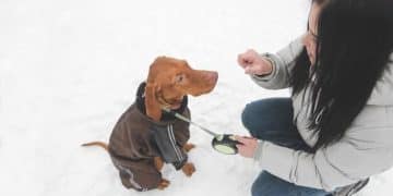 Animal Cognition in 2025: What Pet Owners Need to Know - Cover Image