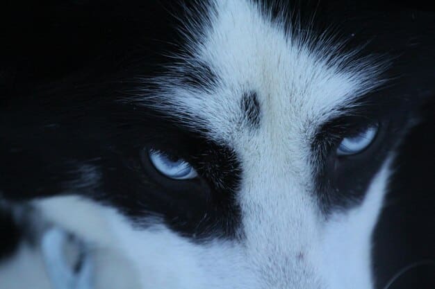 A close-up shot of a cat's face, focusing on its eyes, conveying intelligence and attentiveness. The background is softly blurred, highlighting the cat's focused expression.
