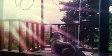 Separation Anxiety in Dogs: A Step-by-Step Guide for US Owners - Cover Image