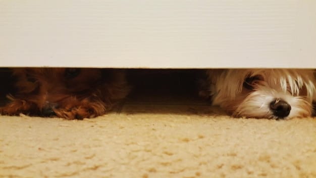 A small dog, possibly a terrier mix, is seen chewing on the corner of a sofa, with visible damage to the fabric. The dog's expression is hidden, but the scene implies destructive behavior due to separation anxiety.