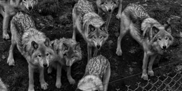 Understanding Pack Dynamics: Wolf Behavior & Dog Interactions - Cover Image