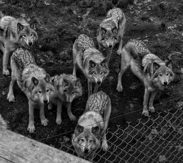Understanding Pack Dynamics: Wolf Behavior & Dog Interactions