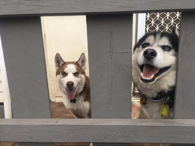 A split image showing two dogs of the same breed but with drastically different temperaments - one is calm and relaxed, while the other is energetic and excitable. The image emphasizes the genetic variability within breeds and its impact on behavior.