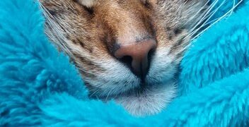Why Do Cats Knead? Understanding Feline Kneading Behavior - Cover Image