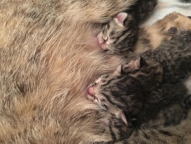 A small kitten kneading its paws on its mother cat while nursing, capturing the intimate and nurturing scene.
