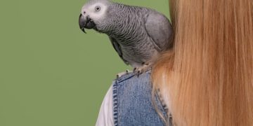 Train Your Parrot: Positive Reinforcement for Optimal Results - Cover Image