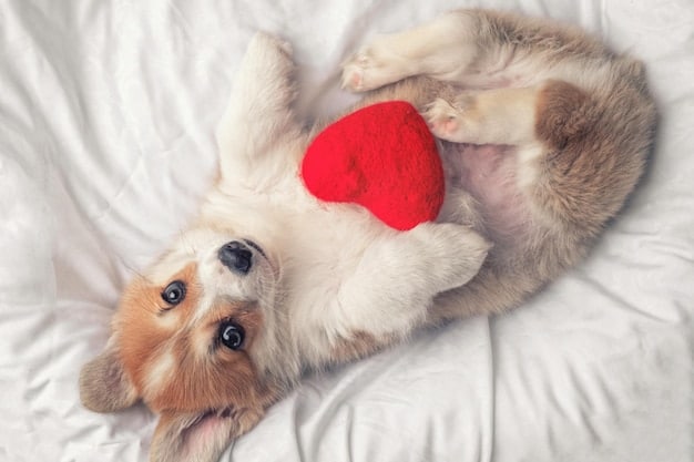 Understanding Senior Pet Behavior: Adapting to Age-Related Changes