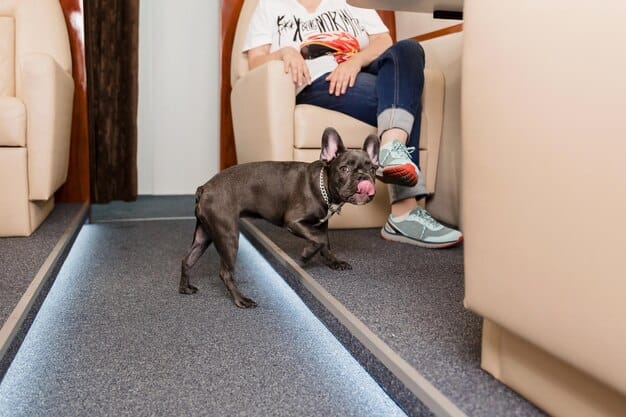 An indoor setup featuring a senior dog using a ramp to access a sofa. The ramp is sturdy and covered with a non-slip material. The dog is mid-climb, appearing comfortable and confident. The area around the sofa is clear and free from obstructions.