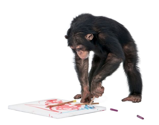 A chimpanzee using tools to extract food from a puzzle feeder, demonstrating how cognitive enrichment encourages problem-solving skills and engages the animal's mind.