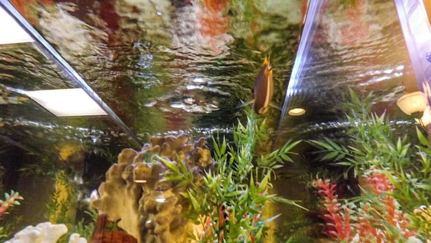 A large aquarium setup with various hiding spots and live plants, showing how creating a naturalistic environment can enhance the welfare and reduce stress in aquatic animals.