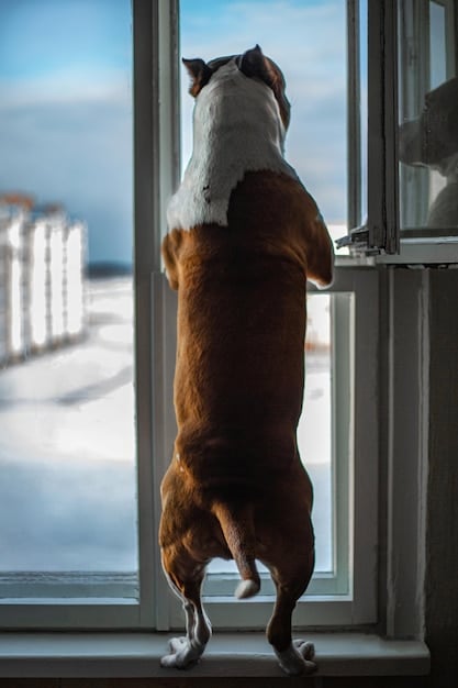 A dog looking out a window, barking at something out of view. The dog is a medium-sized breed with a determined expression.
