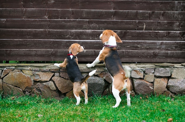 Two dogs, a beagle and a labrador, are calmly sitting on opposite sides of a closed door. The beagle is sniffing intently at the bottom of the door, while the labrador looks relaxed with its tail wagging gently. This illustrates the initial scent exchange phase of introducing new pets..