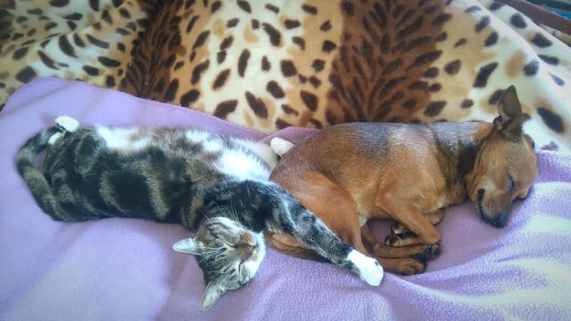 A cat and a dog are lying down next to each other on a soft blanket. The dog is gently licking the top of the cat's head, and the cat is purring contentedly. The two animals appear relaxed and comfortable in each other's presence, symbolizing a successful integration..