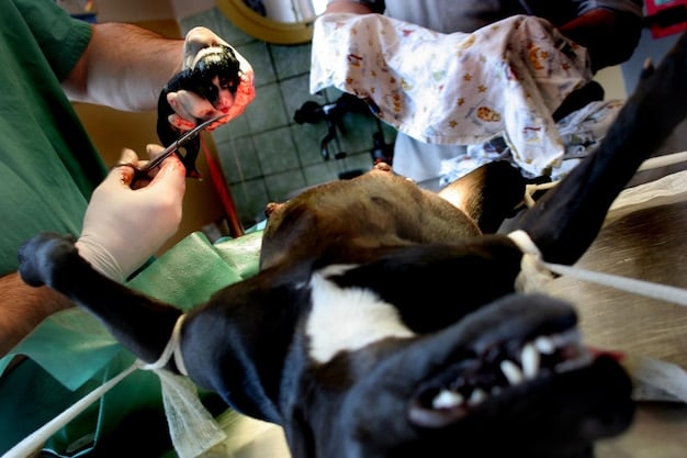 Close-up of a veterinarian examining a rescued dog in a clean and well-lit animal shelter, emphasizing the importance of veterinary care.