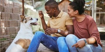Combating Compassion Fatigue: Strategies for US Animal Shelters - Cover Image