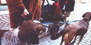 Emergency Preparedness for Animal Shelters: Protecting Pets During Natural Disasters - Cover Image