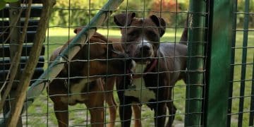Breed-Specific Legislation: Impact on US Animal Shelter Adoptions - Cover Image