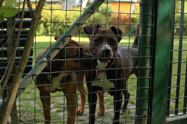 Breed-Specific Legislation: Impact on US Animal Shelter Adoptions