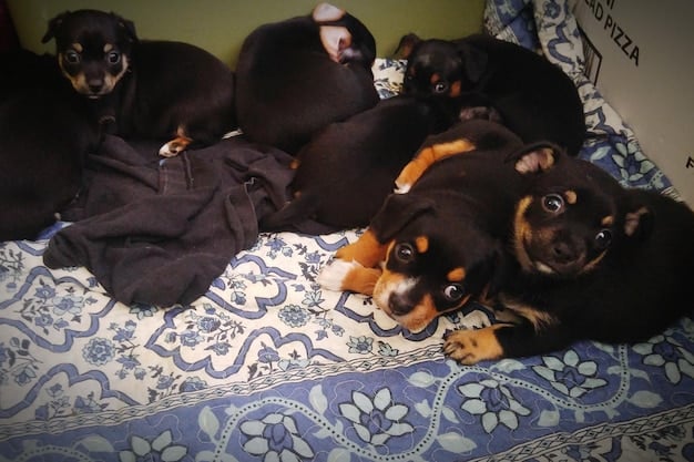 A close-up photograph of various dog breeds sitting together during an adoption event, including a pit bull, a golden retriever, and a mixed-breed dog, with people interacting and smiling in the background.