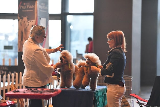 A diverse group of people attending a workshop on responsible dog ownership and breed-specific legislation, with handouts and a presentation screen in the background.