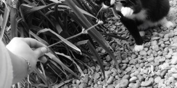 Implement TNR Programs: Reducing Feral Cat Populations in US Communities - Cover Image