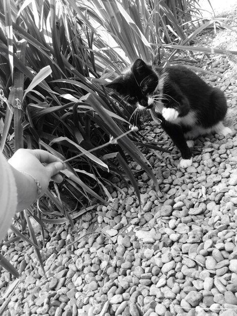 Implement TNR Programs: Reducing Feral Cat Populations in US Communities