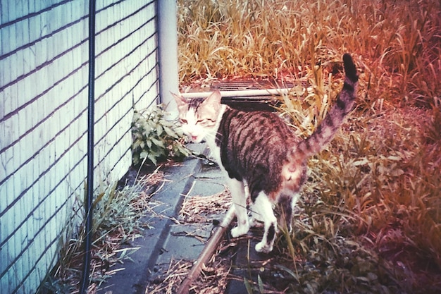 An image of a healthy-looking feral cat in a fenced or closed environment after undergoing TNR, ear-tipped and with a visible tag. Food and water bowls are placed near the cat. The background shows a clean shelter environment.
