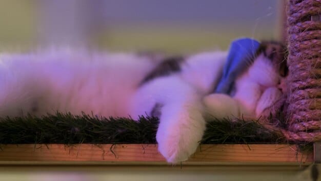 A close-up of a cat enrichment area within a shelter, featuring multi-level climbing structures, scratching posts, comfortable beds, and engaging toys.