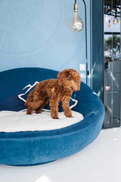 The interior of a modern dog kennel area, painted in calming blue and green tones, featuring comfortable bedding, natural light, and a landscape mural on the wall.