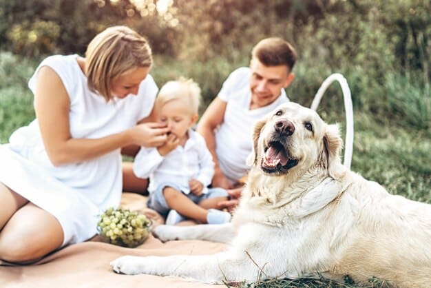 Adoption Counseling Best Practices: Matching Pets with Families in 2025