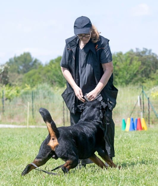 A calm and experienced dog trainer is gently working with a nervous-looking German Shepherd in a training facility. The trainer is using positive reinforcement techniques, and the dog appears to be slowly gaining confidence. The environment is clean and well-equipped for behavioral training.