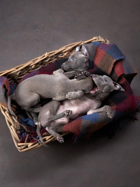 A stack of neatly folded blankets, bags of pet food, and various pet toys, symbolizing the diverse range of non-cash donations that animal rescues rely on.