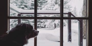 Seasonal Affective Disorder in Pets: How it Manifests - Cover Image