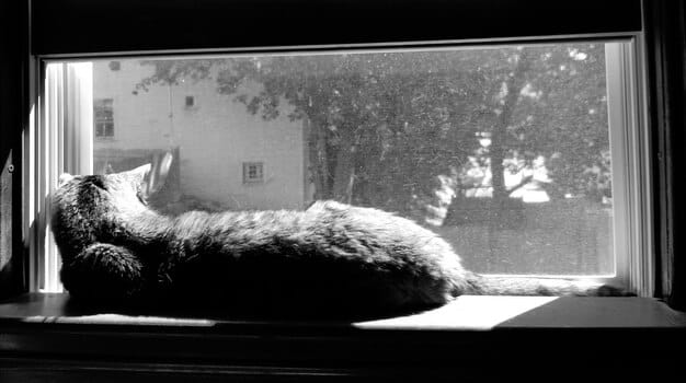 A cat curled up asleep on a sofa next to a window on a grey, overcast day, looking withdrawn.