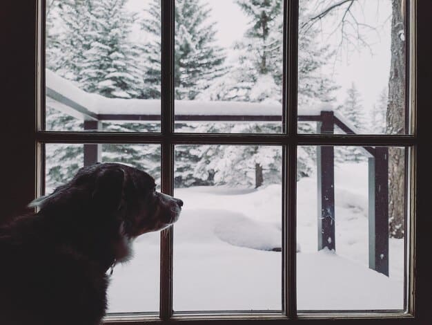 Seasonal Affective Disorder in Domesticated Animals: A Deep Dive
