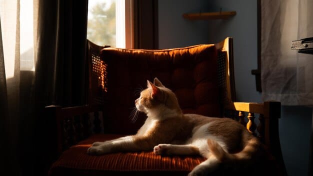 A cat curled up asleep on a sofa near a window with dim light, appearing lethargic and less playful than usual.