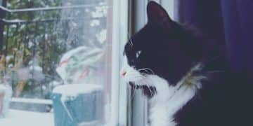 Seasonal Affective Disorder in Pets: Understanding Animal Manifestations - Cover Image