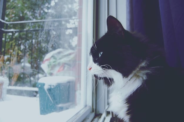 Seasonal Affective Disorder in Pets: Understanding Animal Manifestations