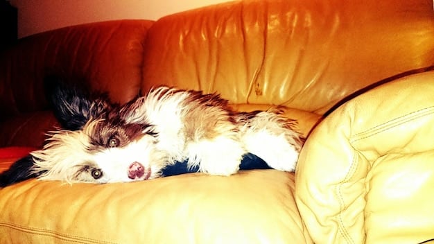 A dog lying on a couch, looking bored or sleepy, with dim indoor lighting and overcast weather visible through a window, conveying a sense of seasonal lethargy.