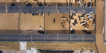 Is Your Local Animal Shelter Ready for 2025 Pet Evacuation Standards? - Cover Image