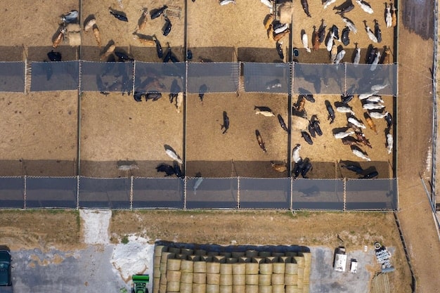 Is Your Local Animal Shelter Ready for 2025 Pet Evacuation Standards?