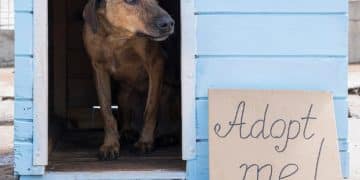Is Your Local Animal Shelter Ready for 2025 Pet Evacuation Standards? - Cover Image