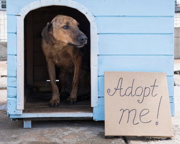 Is Your Local Animal Shelter Ready for 2025 Pet Evacuation Standards?