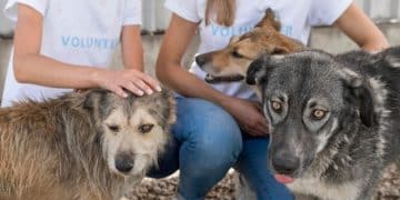 Decoding 501(c)(3) Status: A Guide for Emerging US Animal Rescues - Cover Image