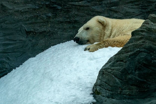 A polar bear on a melting ice floe, illustrating the direct impact of climate change on endangered species and their habitats, emphasizing the urgency of adaptive conservation strategies.