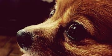 Mastering Dog Barks: A Guide to Canine Vocalizations - Cover Image