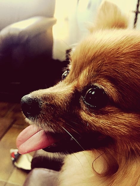 Mastering Dog Barks: A Guide to Canine Vocalizations