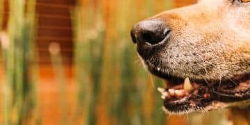 Decoding Canine Vocalizations: Understanding Your Dog's Barks and Growls - Cover Image