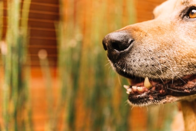 Decoding Canine Vocalizations: Understanding Your Dog’s Barks and Growls