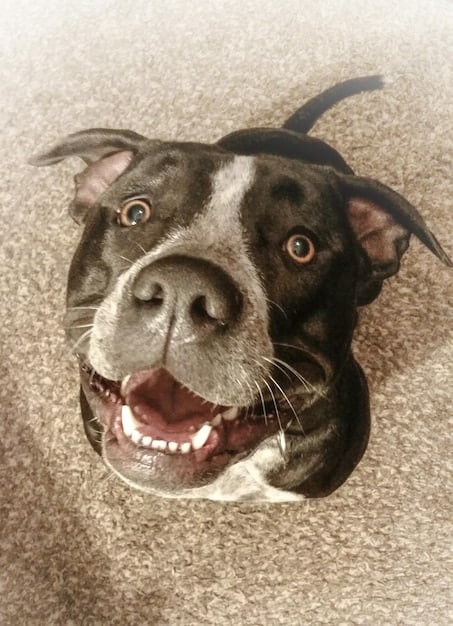 A playful dog with tilted head and expressive eyes, barking with enthusiasm, capturing a moment of joyful communication.